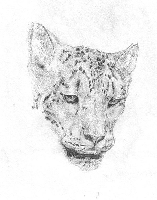 Sketchbook Study - Leopard sketch art by Jeremiah LeBlanc 2005